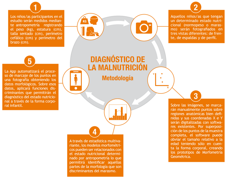 1. Los nios/as participantes en el estudio sern medidos mediante antropometra registrando el peso, estatura, talla sentado, permetro ceflico y permetro del brazo. 2. Aquellos nios/as que tengan un determinado estado nutricional (normopeso o marasmo) sern fotografiados en tres vistas diferentes: de frente, de espaldas y de perfil. 3. Sobre las imgenes, se marcarn manualmente puntos sobre regiones anatmicas bien definidas y sus coordenadas X e Y sern digitalizadas con softwares existentes. Por superposicin de los puntos de la muestra completa, el software puede obviar el tamao relativo a la edad teniendo slo en cuenta la forma corporal, creando los prototipos de morfometra geomtrica. 4. A travs de estadstica multivariante, los modelos morfomtricos pueden ser relacionados con el estado nutricional determinado por antropometra lo que permitir identificar aquellas partes de la morfologa que son discriminantes del marasmo. 5. La App automatizar el proceso de marcaje de los puntos en una fotografa obteniendo los datos morfolgicos. Sobre esos datos, aplicar funciones discriminantes que permitirn el diagnstico del estado nutricional a travs de la forma corporal infantil.